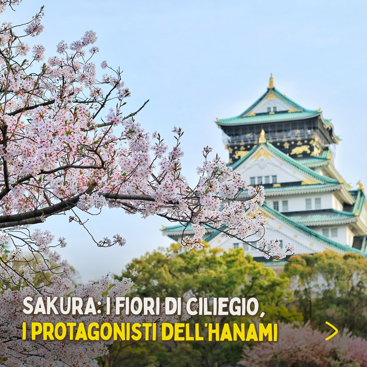 Hanami, ciliegi in fiore - opera giapponese