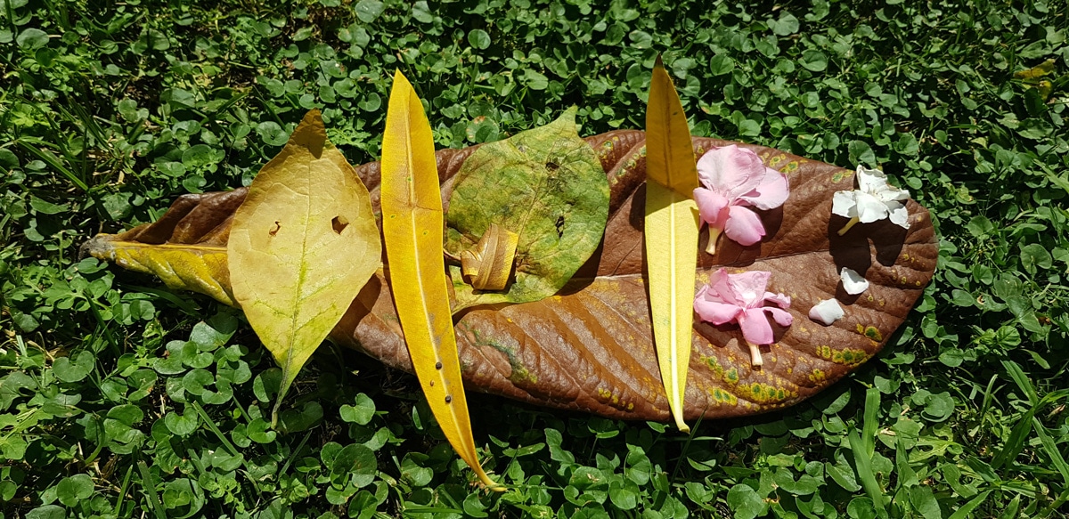 Pupazzi emotivi - elementi naturali